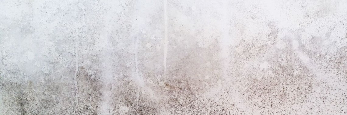 White wall with mold. Fungus on white background. Mold on white background.